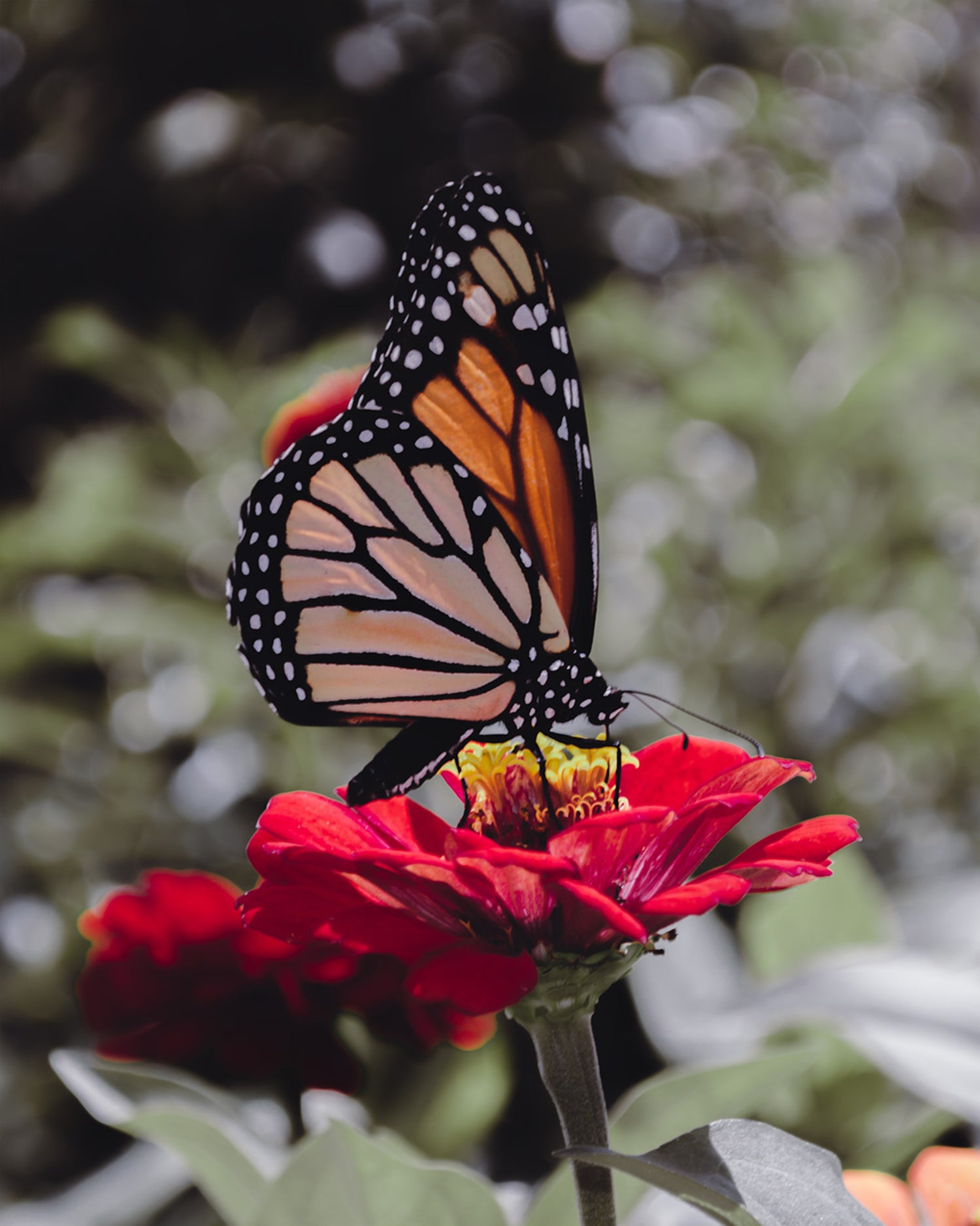 Butterfly on red flower in a field. JAMILLIAH'S WISDOM IS TIMELESS SHOP offers an array of amazing and practical products including designer apparel, accessories, and home décor, with timeless wisdom and spiritual awakening / spiritual enlightenment theme